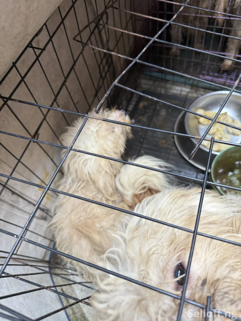 Four(4) adult Lhasa Aspo for sale
