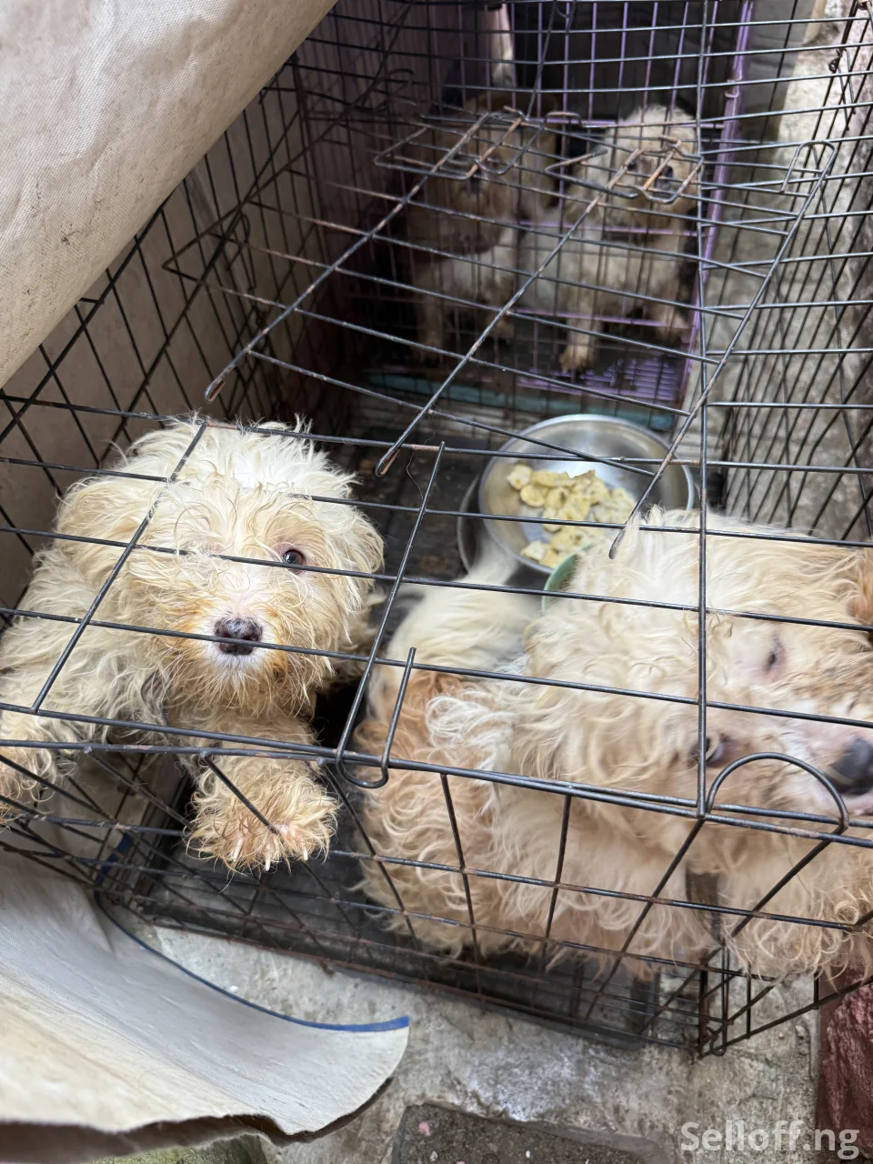 Four(4) adult Lhasa Aspo for sale