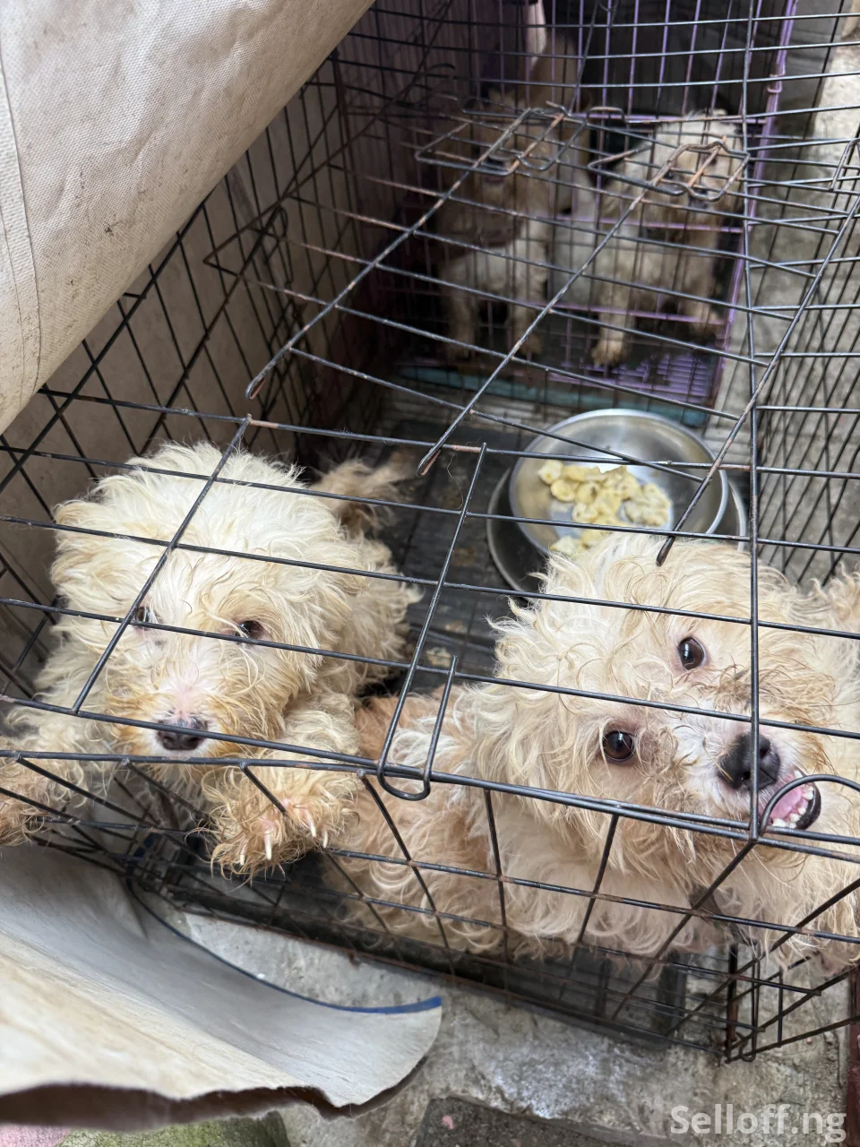 Four(4) adult Lhasa Aspo for sale