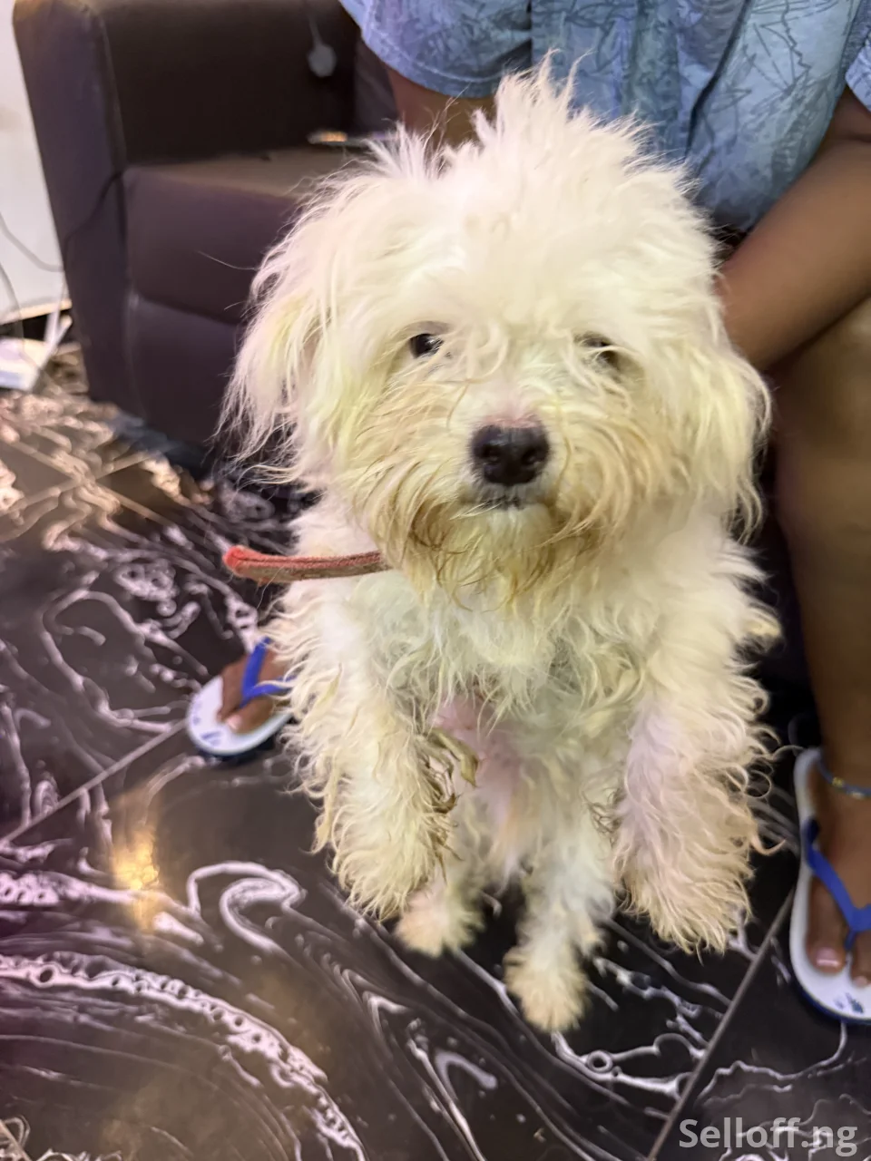 Four(4) adult Lhasa Aspo for sale