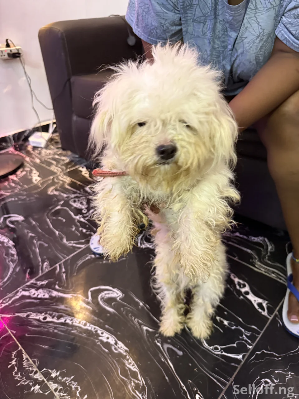 Four(4) adult Lhasa Aspo for sale