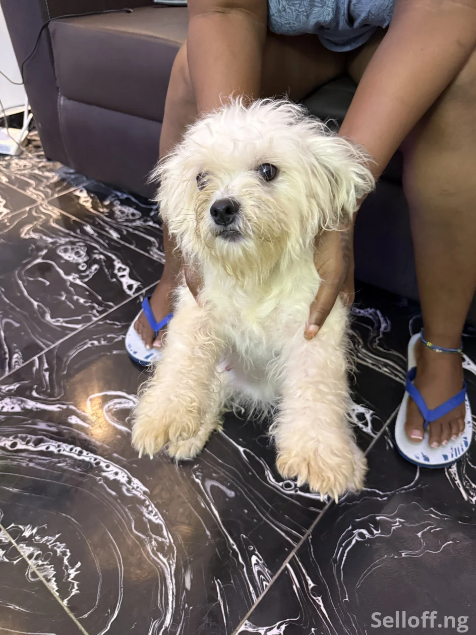 Four(4) adult Lhasa Aspo for sale