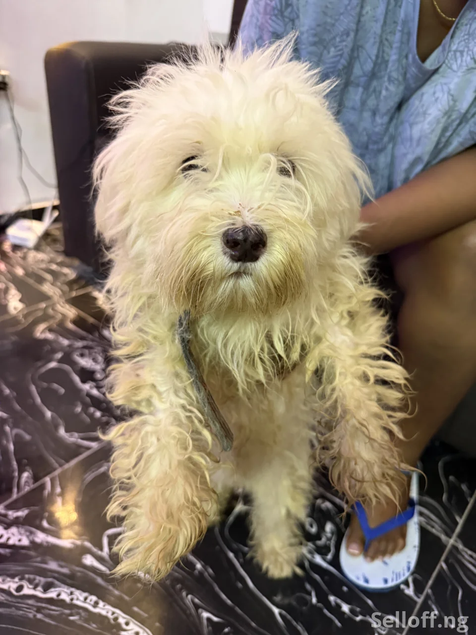 Four(4) adult Lhasa Aspo for sale