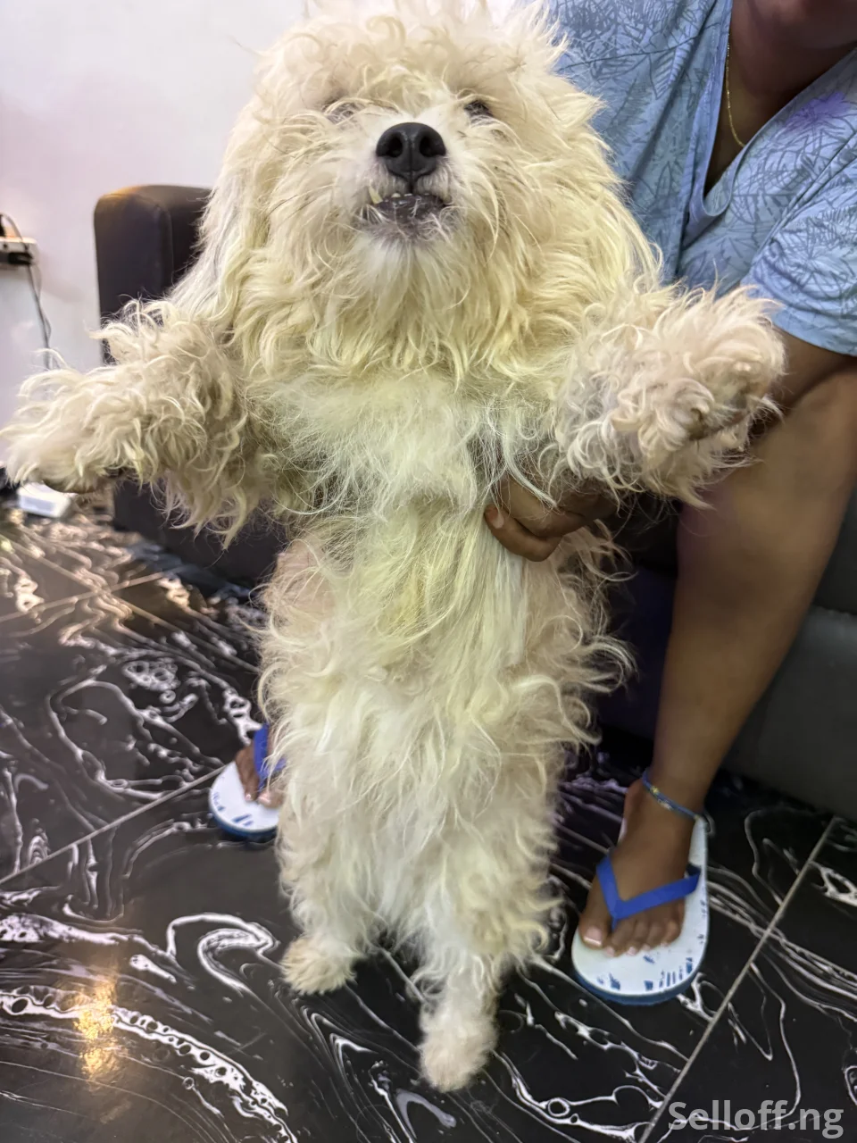 Four(4) adult Lhasa Aspo for sale