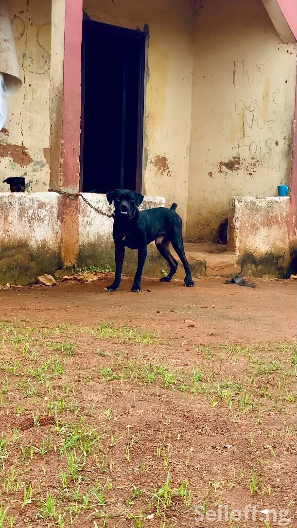 Adult male Cane Corso available for sale