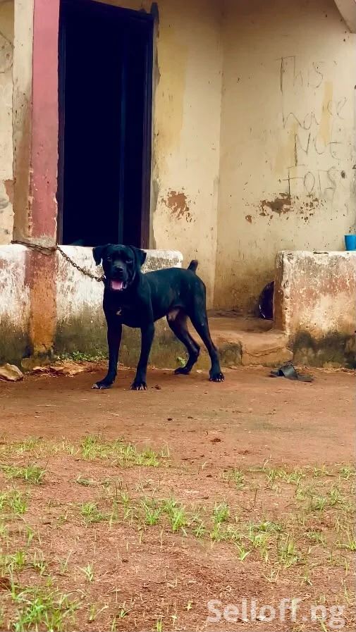 Adult male Cane Corso available for sale