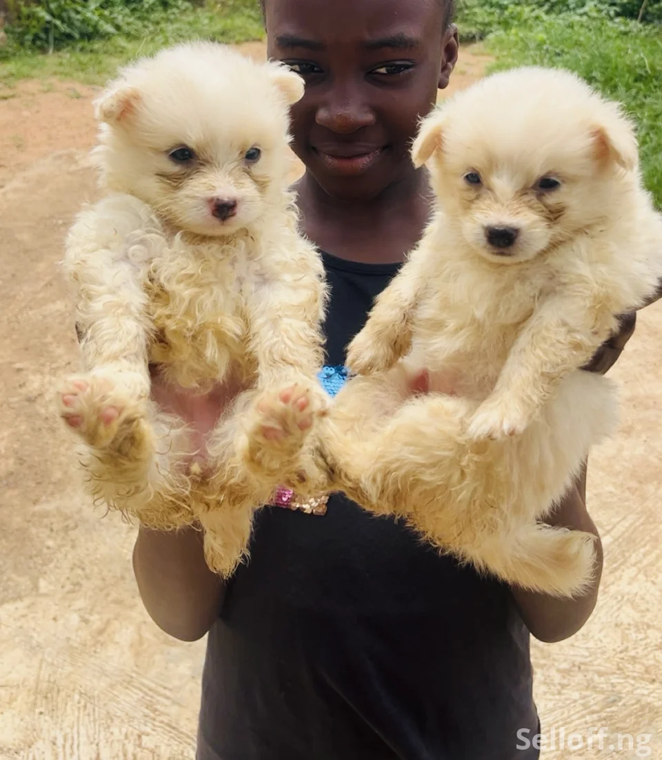 American Eskimo male and female available for new home