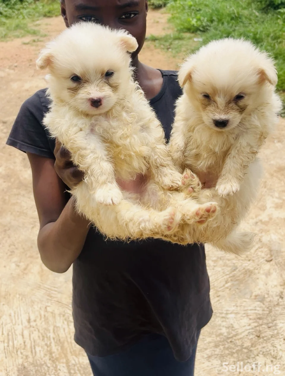American Eskimo male and female available for new home