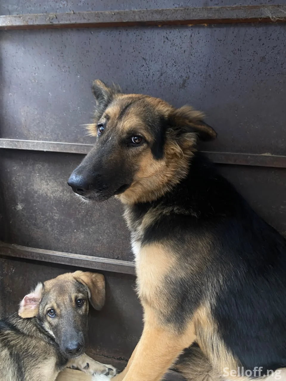2 One year old mixed breed German shepherds (male and female)