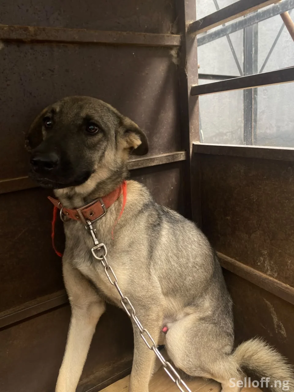 2 One year old mixed breed German shepherds (male and female)